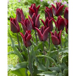 Tulp 'Lasting Love' - grootverpakking - 50 st - 