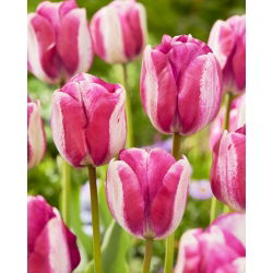 Tulip 'Hotpants' - nagy csomag - 50 db.