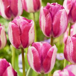 Tulip 'Hotpants' - nagy csomag - 50 db.