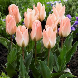 Tulipano 'Little Girl' - confezione grande - 50 pz