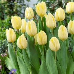Tulip 'Creme Flag' - large package - 50 pcs