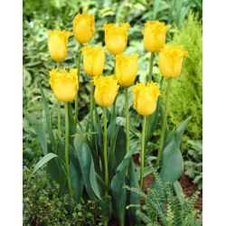 Tulipán 'Hamilton' - velké balení - 50 ks.