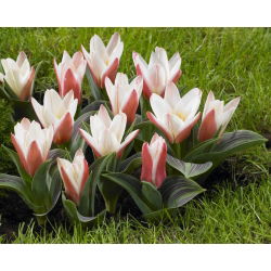Tulip 'Heart's Delight' - pacote grande - 50 unidades