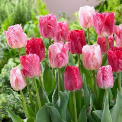 Tulipán 'félgömb' - nagy csomag - 50 db.