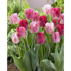 Tulipán 'félgömb' - nagy csomag - 50 db.