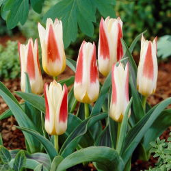 Tulip 'Johann Strauss' - pacote grande - 50 unidades