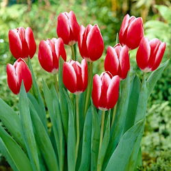 Tulipe 'Kung Fu' - grand paquet - 50 pieces