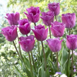 Tulip 'Magic Lavender' - large package - 50 pcs