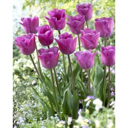 Tulip 'Magic Lavender' - large package - 50 pcs