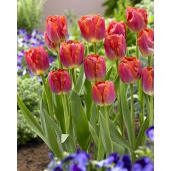 Tulip 'Miami Sunset' - large package - 50 pcs