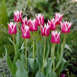 Liliomvirágú tulipán Claudia - nagy csomag - 50 db.