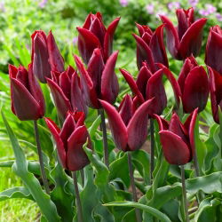 Tulp 'Lasting Love' - grootverpakking - 50 st - 