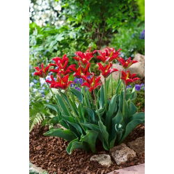 Tulip 'Eye Catcher' - pachet mare - 50 buc.
