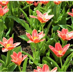 Tulpe 'Fashion' - liels iepakojums - 50 gab.