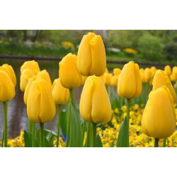 Tulipan 'Golden Apeldoorn' - stor pakke - 50 stk.