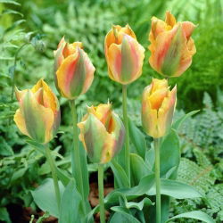 Tulip 'Golden Artist' - nagy csomag - 50 db.