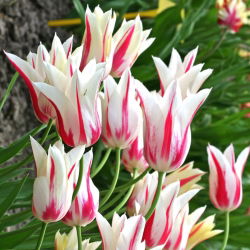 Tulipano - Marilyn - Tulipa - Bacio bianco sulle labbra cremisi - Bulbi - Confezione grande - 50 pz