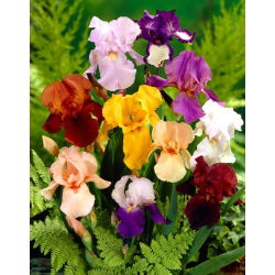Iris - Variety Mix - 