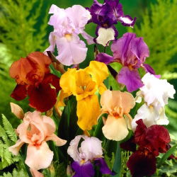 Iris - Variety Mix - 