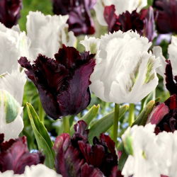 Papoušek tulipán 'Black &amp; White' - 2 odrůdové sady - 50 ks.