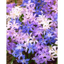 Bossier's glory-of-the-snowy - colour variety mix - 90 pcs; Lucille's glory-of-the-snow