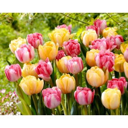 Set od 2 sorte tulipana 'Foxtrot' + 'Foxy Foxtrot' - 50 kom