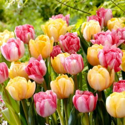 Set od 2 sorte tulipana 'Foxtrot' + 'Foxy Foxtrot' - 50 kom
