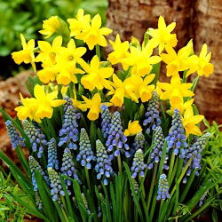 Armenian grape hyacinth + Tete-a-Tete daffodil set - 75 pcs