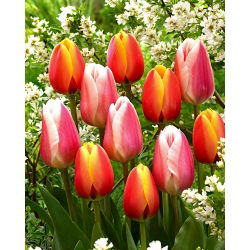 White-pink and red-yellow set of 2 tulip varieties - 50 pcs
