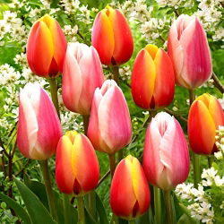 White-pink and red-yellow set of 2 tulip varieties - 50 pcs