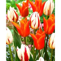 Ballerina + Rio Carnival tulipansett - 50 stk