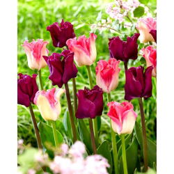 2 tulppilajiketta 'Crown of Dynasty' + 'Negrete Crown' - 50 kpl - 