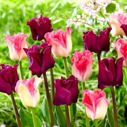 Set di 2 varietà di tulipani 'Crown of Dynasty' + 'Negrete Crown' - 50 pz