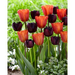 2 db. tulipánfajta 'Queen of Night' + 'Annie Schilder' készlet - 50 db.