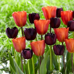 2 db. tulipánfajta 'Queen of Night' + 'Annie Schilder' készlet - 50 db.
