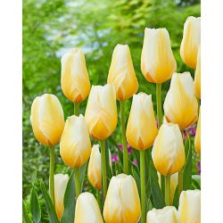 Tulipán 'Lemon Chiffon' - nagy csomag - 50 db.