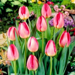 Tulipán 'Judith Leyster' - nagy csomag - 50 db.