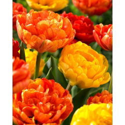 Sada 2 odrůd tulipánů 'Sun Lover' + 'Yellow Pomponette' - 50 ks.