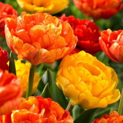 Sada 2 odrůd tulipánů 'Sun Lover' + 'Yellow Pomponette' - 50 ks.