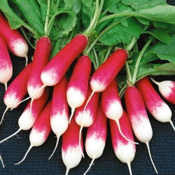 Репички "Opolanka" - NANO-GRO - увеличаване на обема на реколтата с 30% - 
