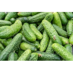 Краставица "Edyp F1" - NANO-GRO - увеличаване на обема на реколтата с 30% - 