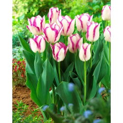 Tulip Affaire - paket besar! - 50 buah - 