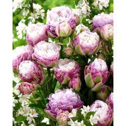 Tulip 'Peggy Wonder' - large package - 50 pcs