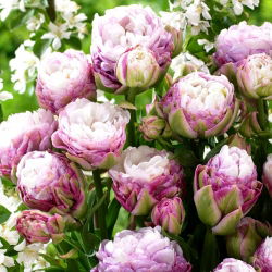 Tulip 'Peggy Wonder' - large package - 50 pcs