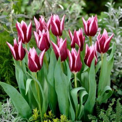 Tulipán 'Rajka' - nagy csomag - 50 db.