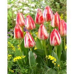 Tulip 'Spryng Break' - nagy csomag - 50 db.