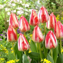 Tulip 'Spryng Break' - nagy csomag - 50 db.