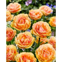Tulip 'Vaya Con Dios' - large package - 50 pcs