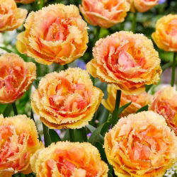 Tulip 'Vaya Con Dios' - large package - 50 pcs