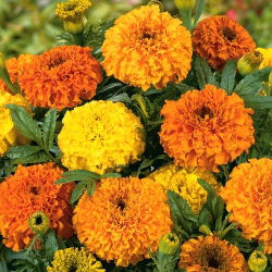 Dwarf African Marigold - Colando - Tagetes erecta - Low-Growing, Vibrant Annual - Fresh Seeds